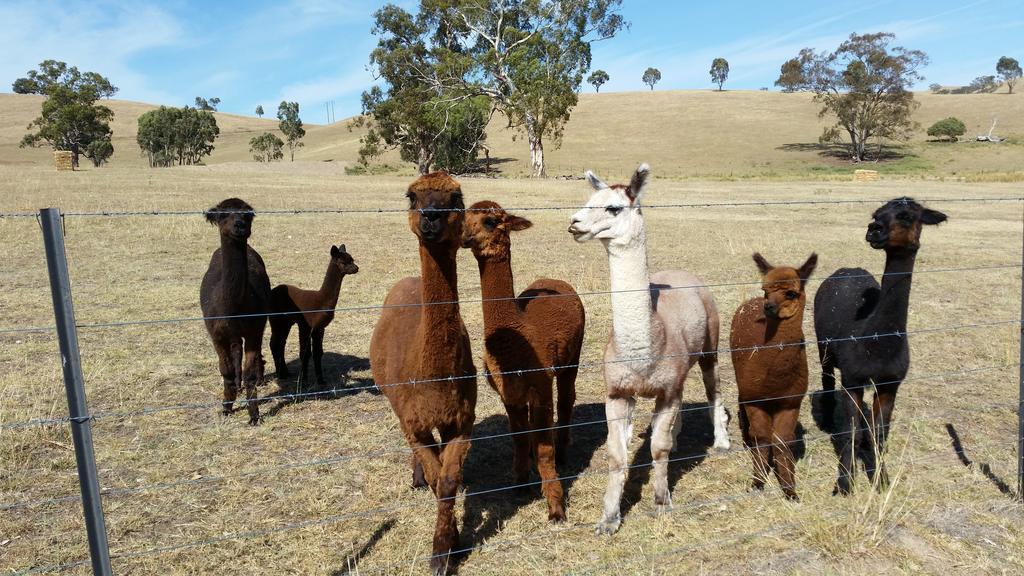 Hillview Farmstay Gundagai Eksteriør billede
