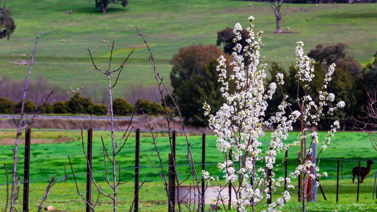 Hillview Farmstay Gundagai Eksteriør billede