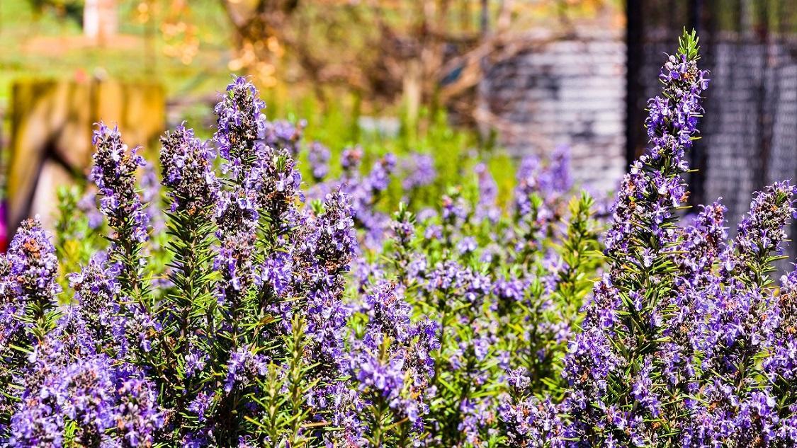 Hillview Farmstay Gundagai Eksteriør billede