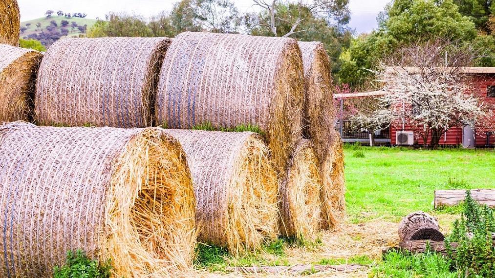 Hillview Farmstay Gundagai Eksteriør billede