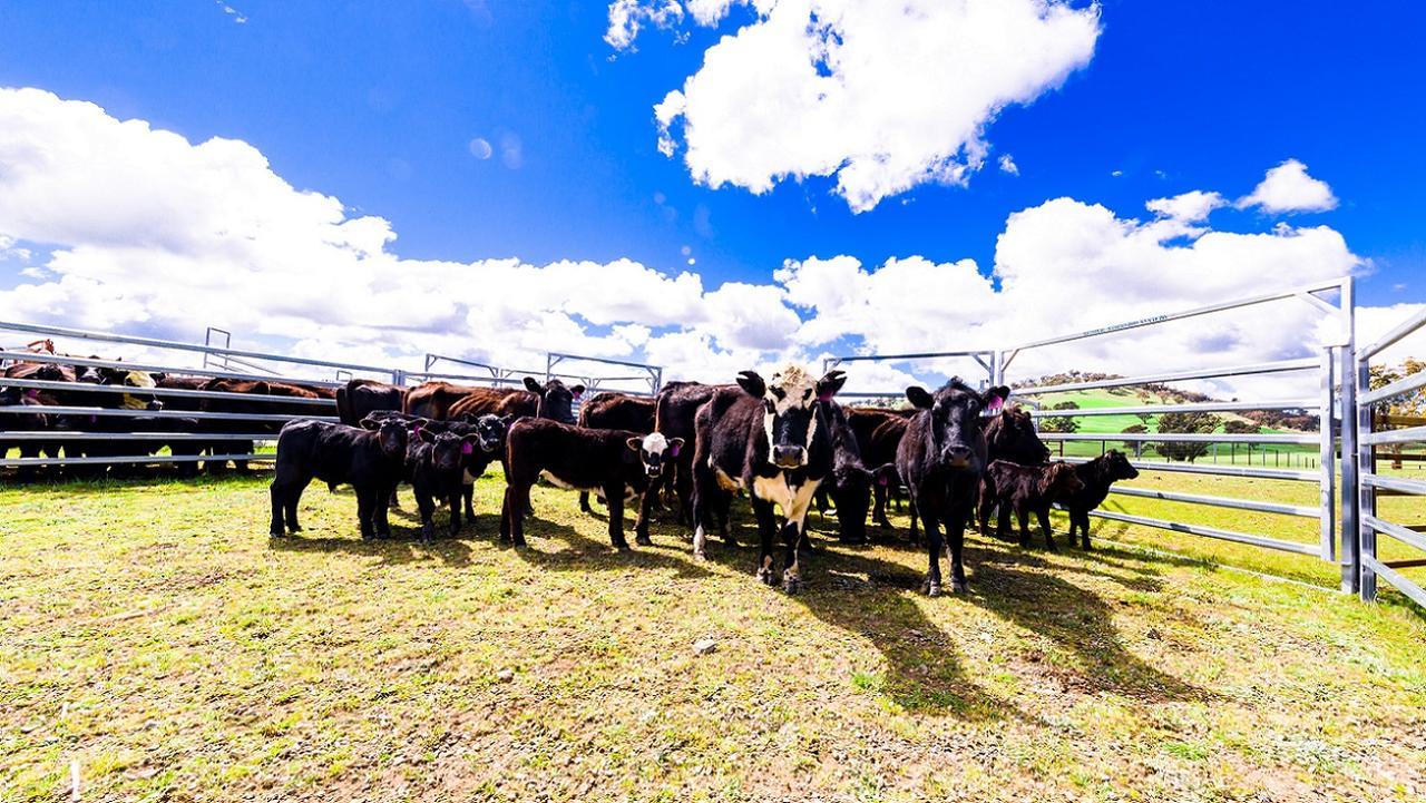 Hillview Farmstay Gundagai Eksteriør billede