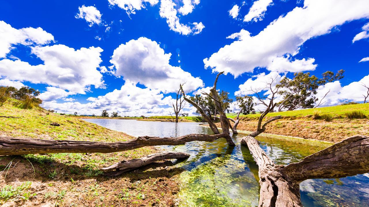 Hillview Farmstay Gundagai Eksteriør billede